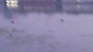 Москва-река.Нагатино.остров Бобровый.