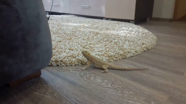 Знакомство совы с Агамой\Acquaintance of an owl with Agama смотреть онлайн