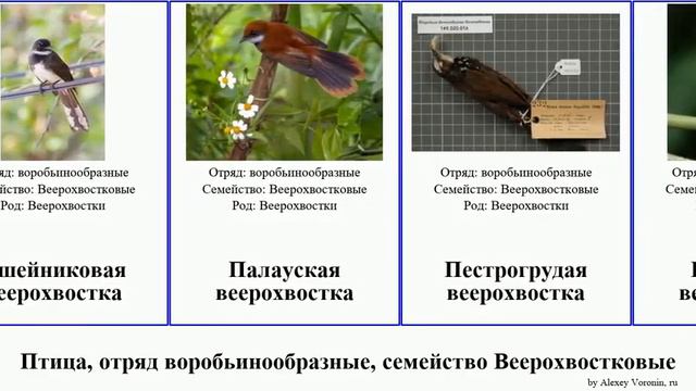 Птица, отряд воробьинообразные, семейство Веерохвостковые веерохвостка birds Палауская Futuremono смотреть онлайн