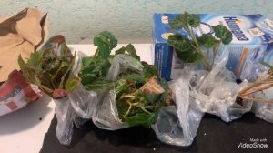 Получила черенки БЕГОНИИ БЕЛЕКОНИИ.