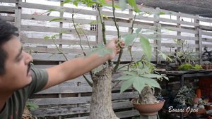Wired ceiba speciosa, bonsai. (palo borracho)