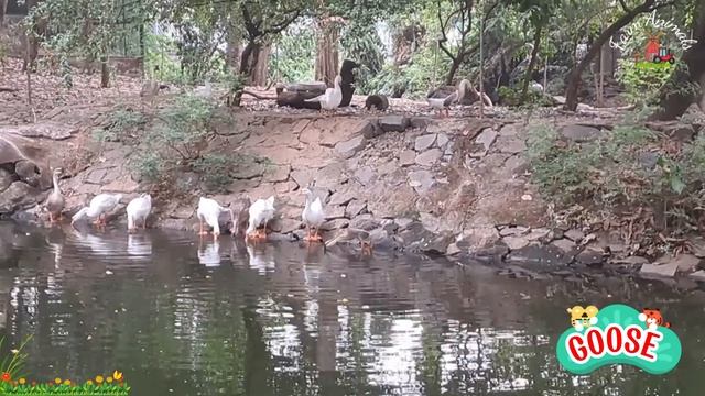 Soothing Animal Videos and Moments: Wolf, Fox, Kangaroo, Ladybird - Enjoy Music Relax смотреть онлайн