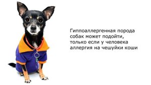 Гипоаллергенные собаки