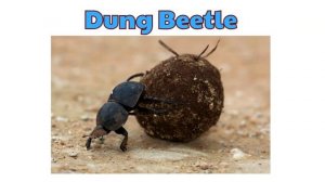 100 Insect Names | Insect Animals | English Vocabulary