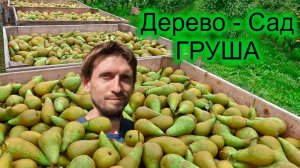 Дерево сад груша в Ленобласти