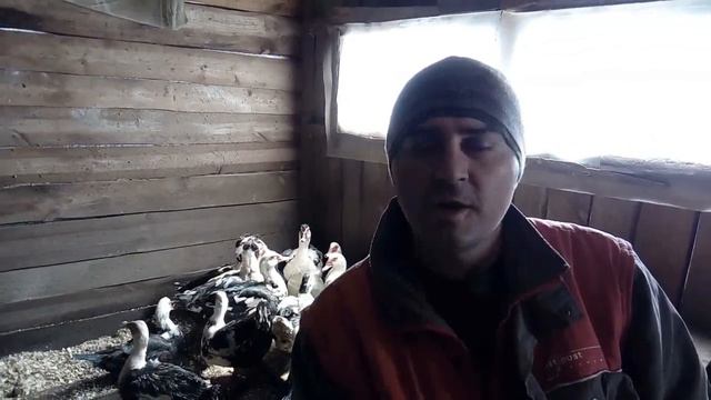 Раздел подсказок для начинающего птицевода №1