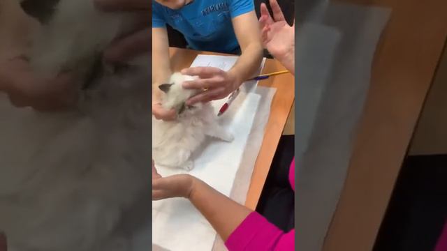 Актировка Розы смотреть онлайн