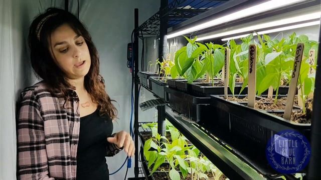 Little Blue Barn - Seedling Setup смотреть онлайн