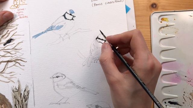 Sketching Eurasian Blue Tits in Watercolor - Bird Painting Demo смотреть онлайн