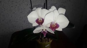 ОРХИДЕЯ RED LIP. ЦВЕТЕНИЕ В ДЕКАБРЕ.