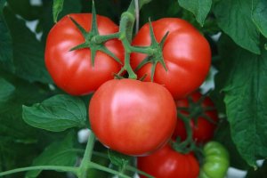 УРОЖАЙНЫЕ,КРУПНОПЛОДНЫЕ, А ГЛАВНОЕ ВКУСНЫЕ ТОМАТЫ ЭТОГО СЕЗОНА.(2ч)Мои результаты.