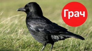 Изучаем птиц. Развивающий мультик для детей. Учимся говорить