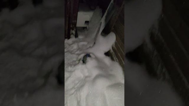 6 января 2023 года. Кормлю брошенных дачниками котов. 55 дней до весны. Минус 27 смотреть онлайн