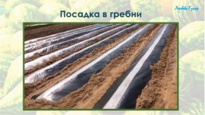 Секреты выращивания арбузов в Сибири. От семечки до заготовок. Хранение до Нового года. Гусар Любов