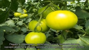 Можно ли сажать в одной теплице помидоры и перцы