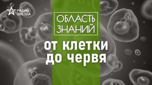 Как работает клеточная память в живых организмах? Лекция биолога Егора Мусина.