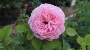 Floribunda Rose Summer Romance first year bloom