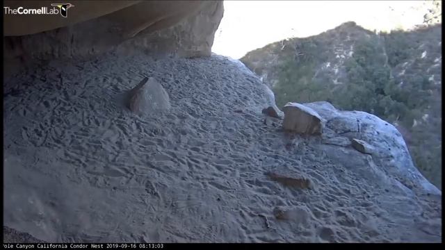 Кондоры США 16092019 снова вниз смотреть онлайн