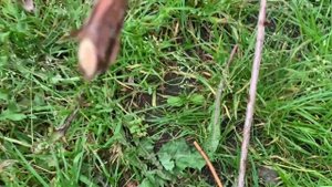 Малина / садовый жасмин или чубушник / уход и обрезка осенью