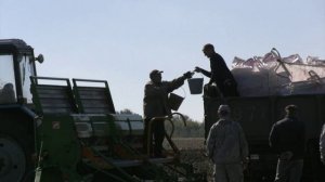 Хозяйства Воронежской области получают страховые выплаты из-за погибших во время заморозков посевов