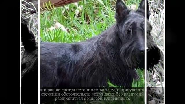 Маленькие породы собак Шотландский терьер смотреть онлайн