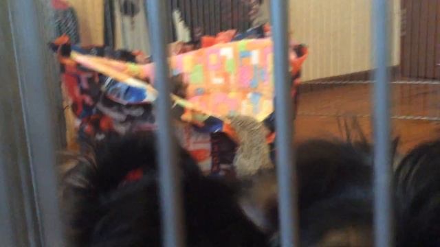 Красивые, породные щенки йорки смотреть онлайн