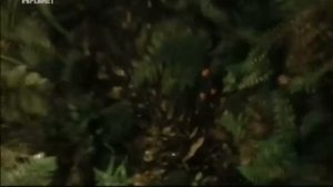 Animal Planet - Планета мутантов