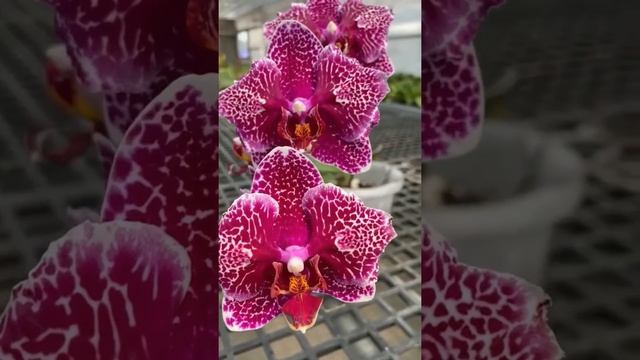 MC2553 Phal. Victoria's Lace 'Moulin Rouge'