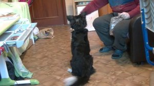 собака выполняет трюк кувырок 
dog performs a somersault trick