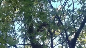 Белка делает себе гнездо.