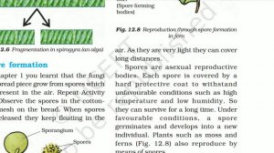 Reproduction in Plants science chapter-12 class-7