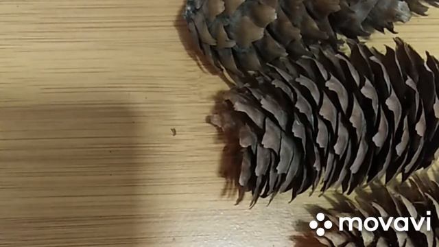 Время собирать шишки! Сосновые и еловые - для рукоделия! ?