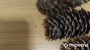 Время собирать шишки! Сосновые и еловые - для рукоделия! ?