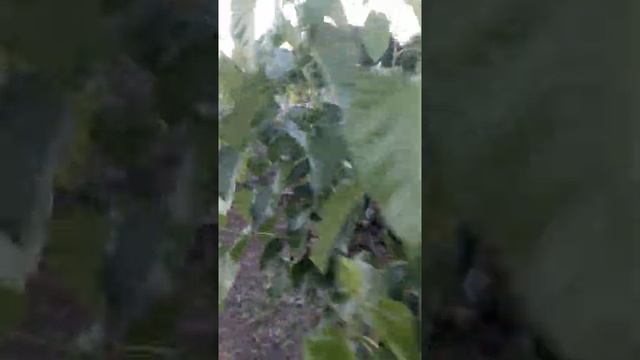 Шелковица ,,Черный гигант,, смотреть онлайн