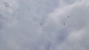#BAKU #PIGEONS.   Голуби Алиева Октая в Баку!