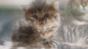 6 ПРОСТЫХ СПОСОБОВ «Как приучить кота/кошку к лотку?» | Посмотри описание | Котомир