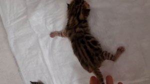 Бенгальские котята помет 22.01.23