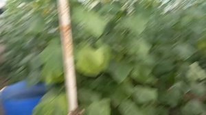 Эксперимент проверяем пленку на светопропускаемость!