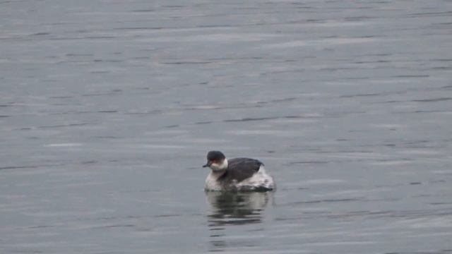 Птица поганка, нырок, черношейная. смотреть онлайн