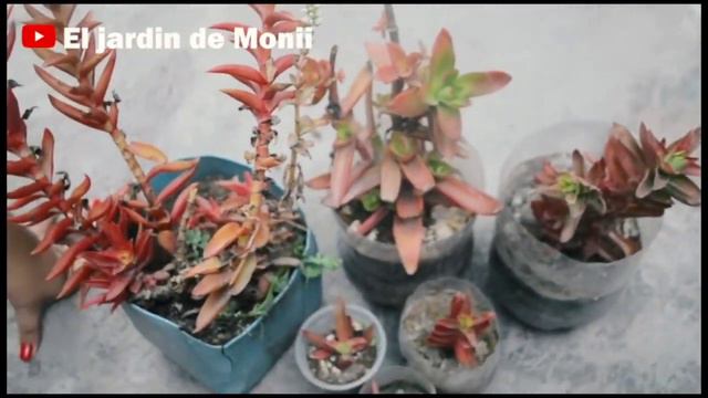 CRASSULA DE HOJAS ROJAS / suculenta de fuego - El jardín de Monii смотреть онлайн