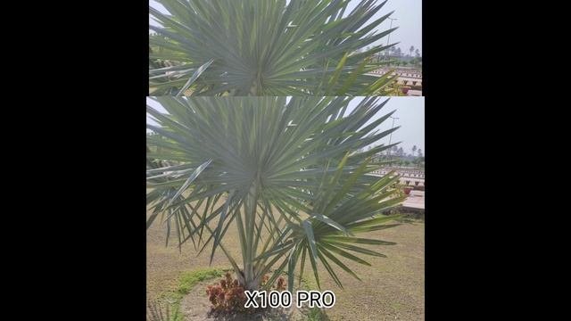 Honor 100 Pro Vs Vivo X100 Pro Camera Test Comparison