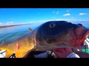 ВОТ ЭТО ДА!!! ПОВЕЗЛО ТАК ПОВЕЗЛО!  ЛОВЛЯ СОМА НА КВОК