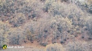 DEV AZILI YABAN DOMUZU AVI-6, GIANT MONSTER WILD BOAR HUNTING, HOG HUNTS, PIG, WILD LIFE, ANIMALS