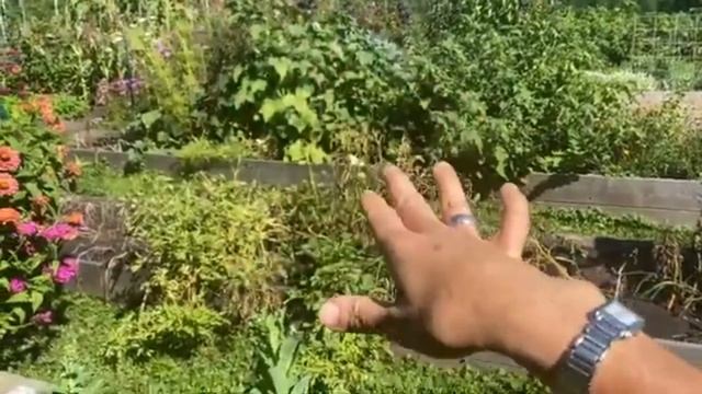 Экскурсия на пермакультурный огород в сентябре 2022 от проекта "Семена на вилке" (in Russian) смотреть онлайн