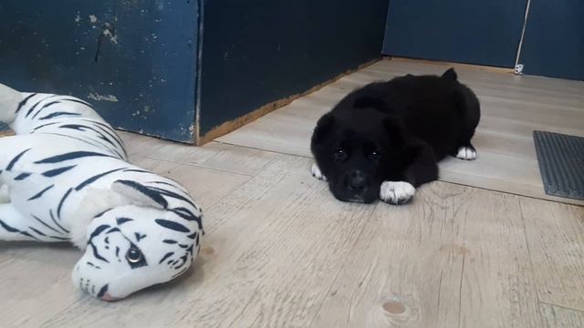 ЗУР БАШИ ТАЙНА🖤 FOR SALE +7 937 36 999 03 (Питомник Среднеазиатских овчарок) смотреть онлайн