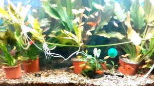 Распыление СО2 веточкой из рябины