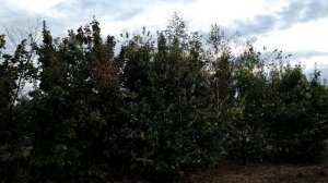 21 сентября-Рождество Пресвятой Богородицы.Что нужно делать и что нельзя.Народные приметы.