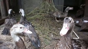 Утки-шипуны.выращивание молодняка мускусных уток.