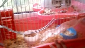 Знакомимся с главными героями моего канала)) // обзор всех моих хомяков