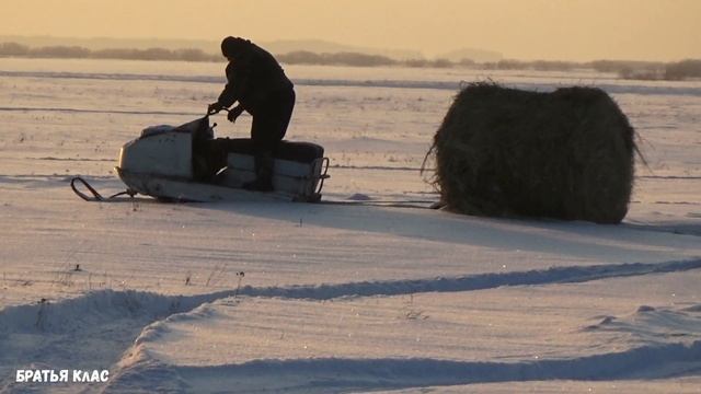 Утащит Бурашка тюк сена весом 3 центнера!? смотреть онлайн